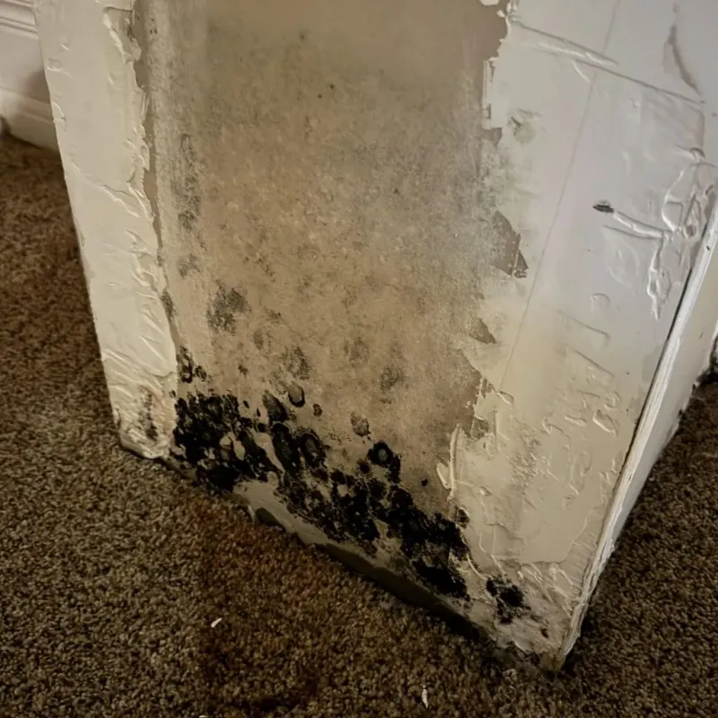 Professional Mold Removal in Lost Hills, CA